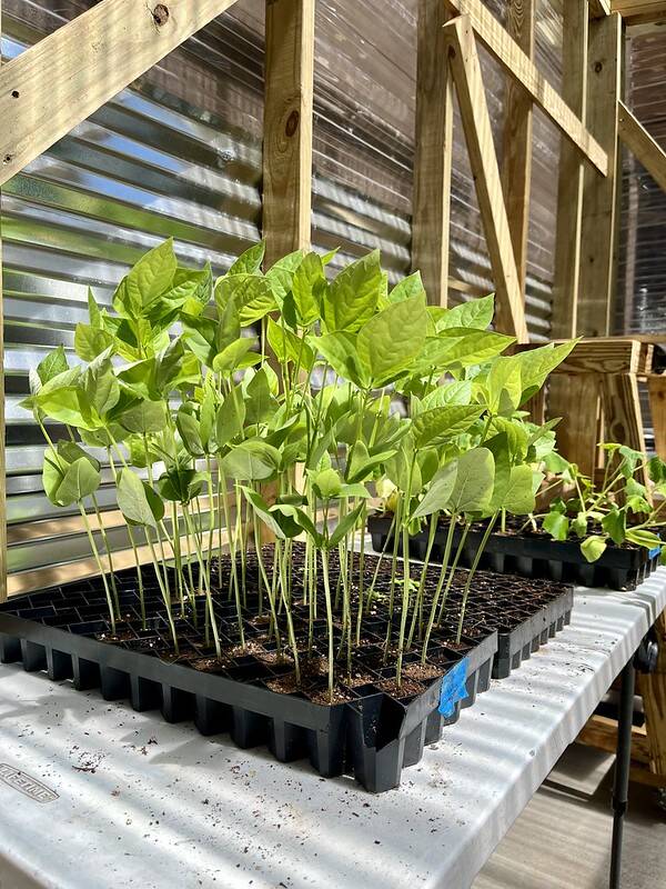 Seedling Journey