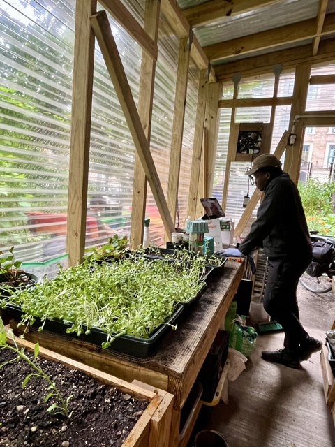 Empowering Youth and Feeding Neighborhoods: Our Microgreens Greenhouse Initiative