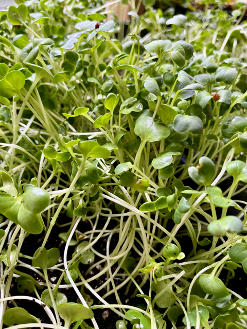 Microgreens: Fresh, Local, and Grown for You